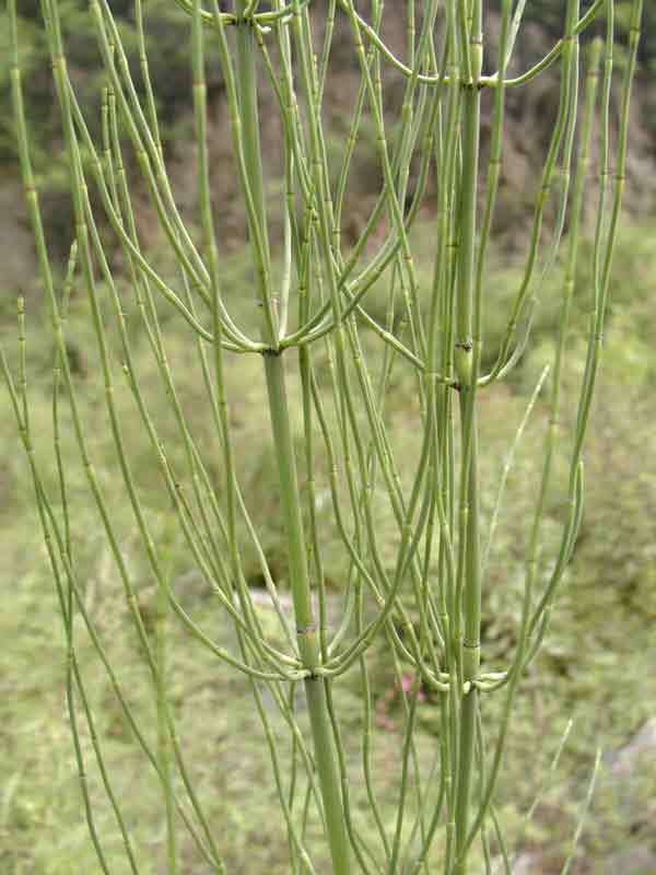 生用.蒙药名 珠鲁古日一额布斯;别名 木贼,锉草,节骨草,西伯里.