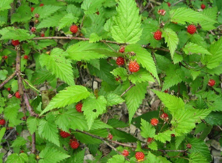 圆锥悬钩子(学名:rubus paniculatus)为蔷薇科悬钩子属的植物,是中国