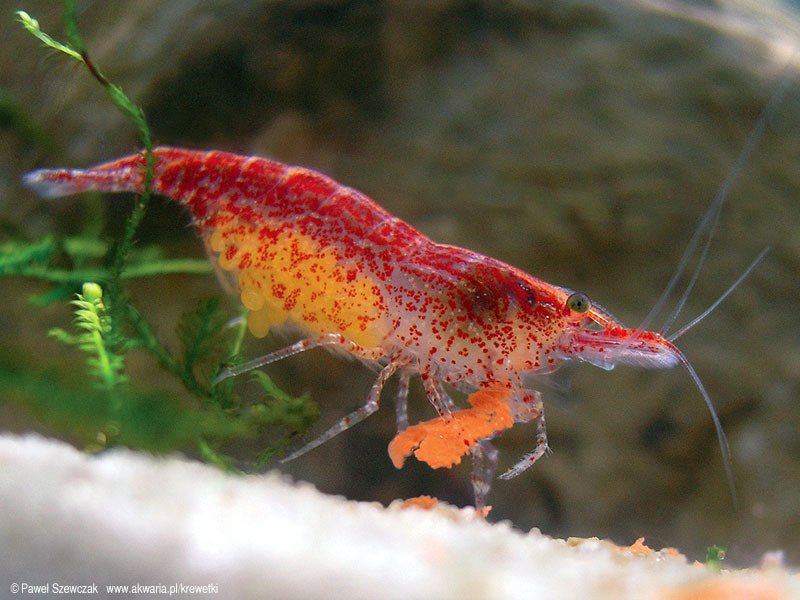 樱花虾快孵化成小虾的时候是什么颜色的? 小虾