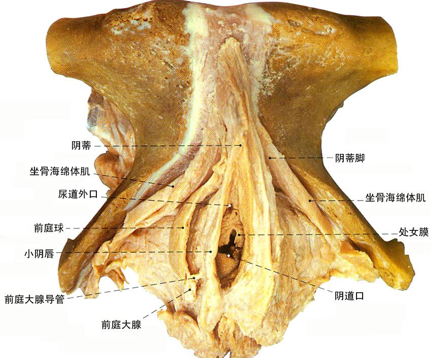 位于阴道口前庭两侧深部,前与阴蒂静脉相联,后接前庭大腺.