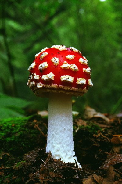 简介毒蘑菇(毒菌)在中国的种类多,分布也广泛,资源丰富.