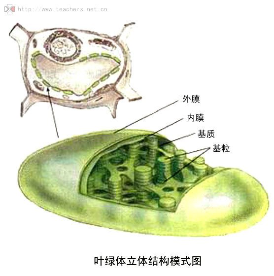 细胞器