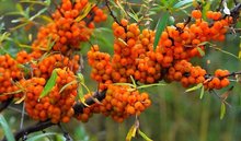 茶玛尤沙棘果油