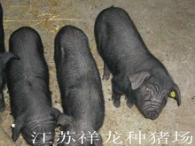 江苏祥龙种猪场
