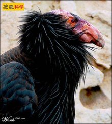 加州秃鹰_360百科