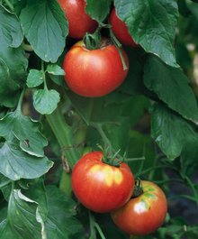 番茄育苗新法_360百科