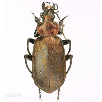 成都工程师的“不务正业”：发现昆虫新种论文登上国际学术杂志