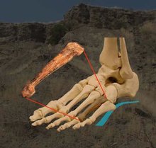 足部化石