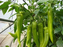 大棚辣椒六月管理法