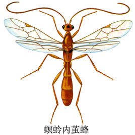 螟蛉内茧蜂