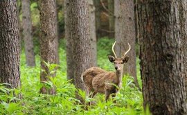 慢性消耗性疾病