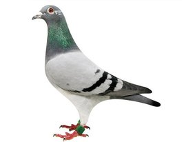 中国信鸽信息网