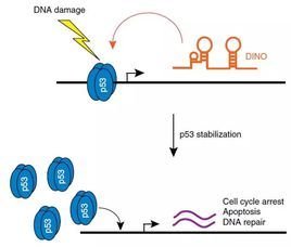 p53抑癌基因_360百科