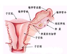 慢性附件炎_360百科