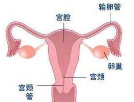 女性生殖器官创伤