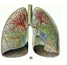 双肺下叶间质性纤维化