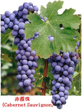 CabernetSauvignon赤霞珠