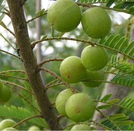 中国数字植物标本馆 编辑词条 添加义项名