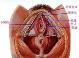 阴道粘连甚至闭锁