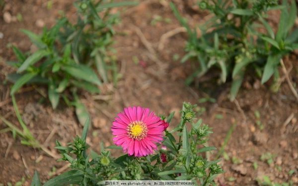 大家看看这是什么花,有点像小雏菊,好几天花蕾