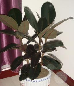 橡皮树叶子逐渐变黄是什么原因?_360问答