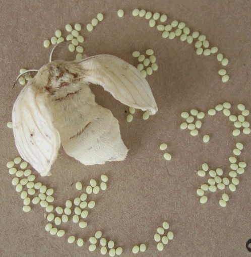 桑蚕的卵是什么样的图片_360问答