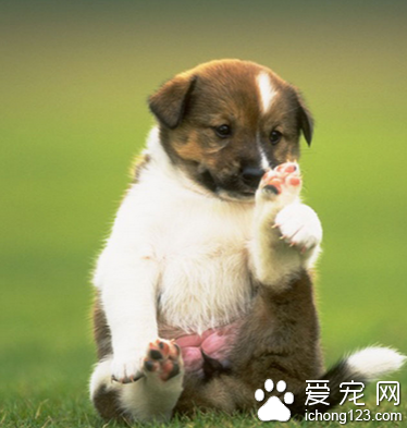 如何训练狗狗不叫 让狗保持安静的方法_360问