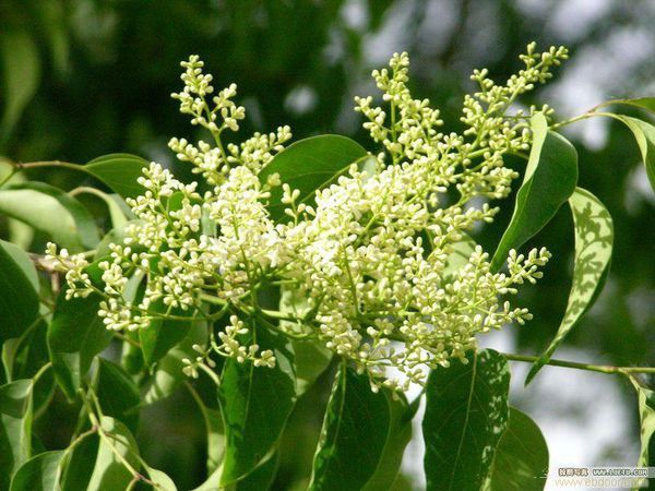 好像葡萄树开花白色是什么树_360问答