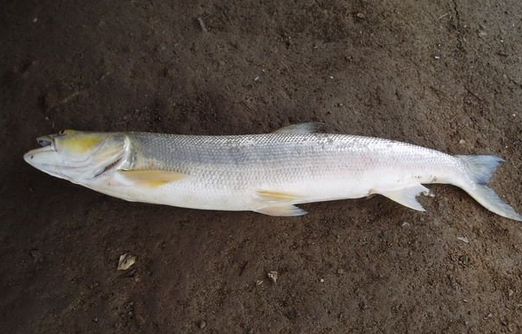 鳡鱼怎么读 360搜索