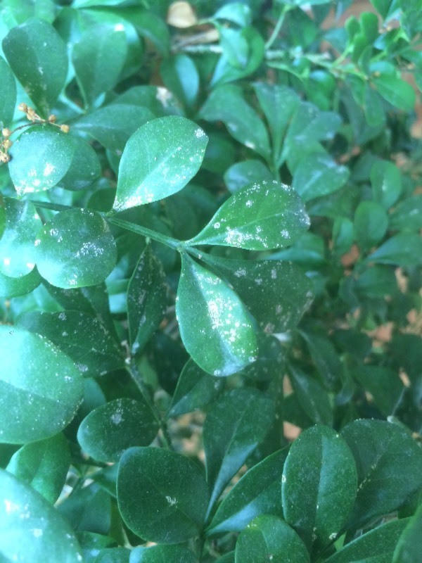 米兰叶子生病了,怎么治?_360问答