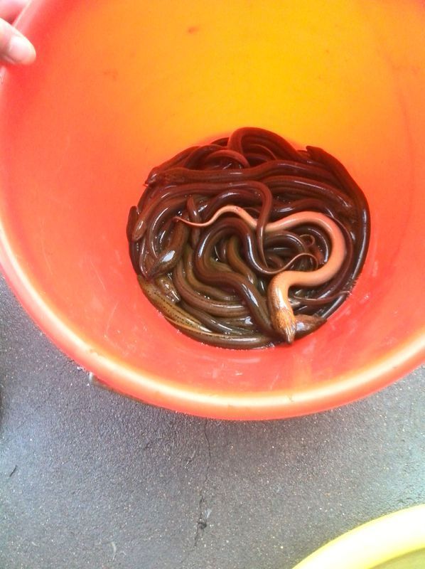 我有四五斤野生黄鳝,在慈溪能卖多少钱一斤?一