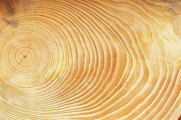 树桩怎么识别方向_360问答