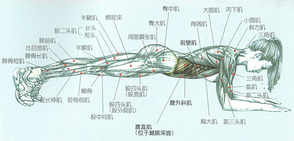 平板支撑减肚子吗?_360问答