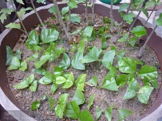 茉莉花扦插在什么季节_360问答