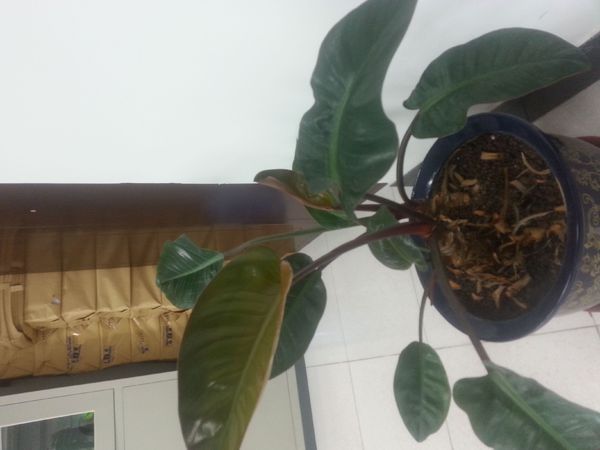 叶子和橡皮树的差不多,就是茎长,这是什么花?