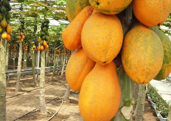 什么时候种植培育木瓜树苗 用木瓜籽可以吗_3