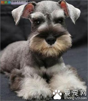 雪纳瑞美容多少钱 毛发护理小技巧_360问答