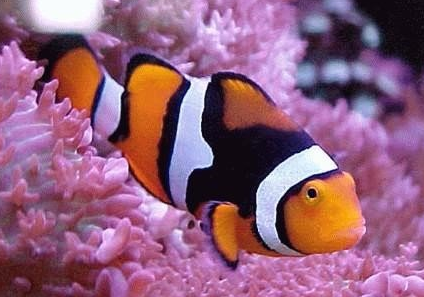 透红小丑鱼吃什么 属于杂食性的观赏鱼_360问