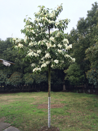 图中的花是花?三月开花,不是广玉兰,花型cad怎么中画等距离的线图片