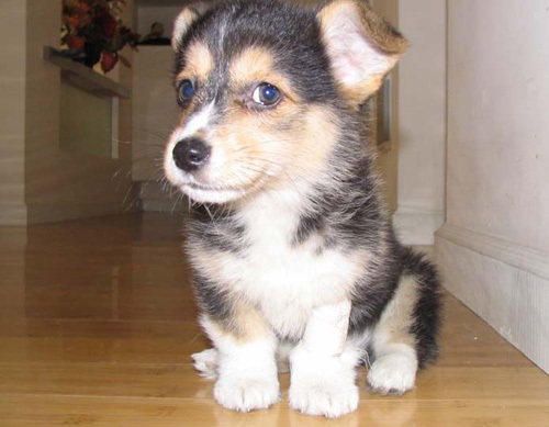 柯基犬最大多大 标准的身长体重_360问答