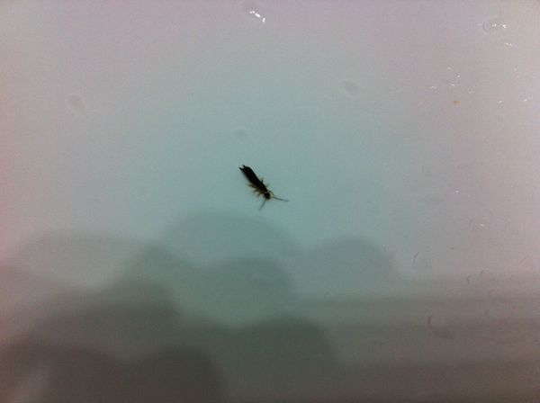 请问大家,这是什么虫?怎么去除?_360问答