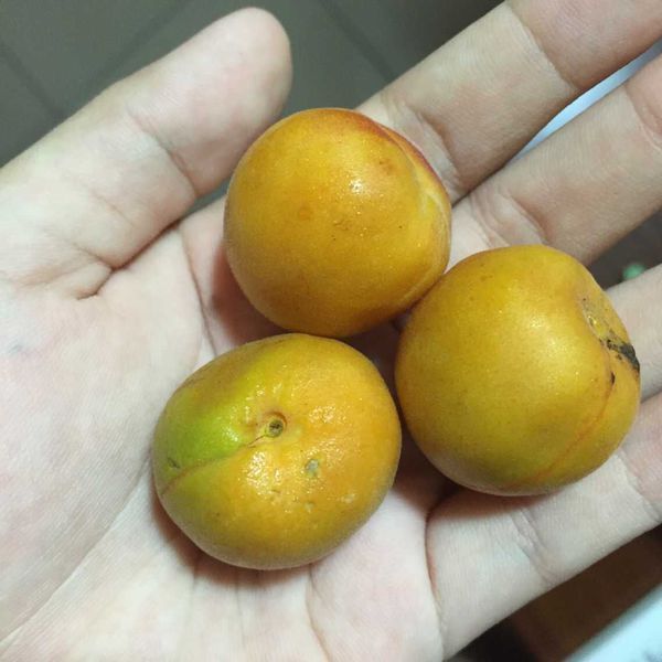 黄色的像桃子很小的水果是什么_360问答