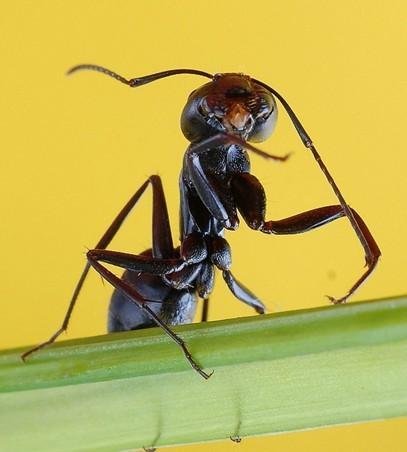 中文学名 臭蚁 界 动物界 门 节肢动物门 纲