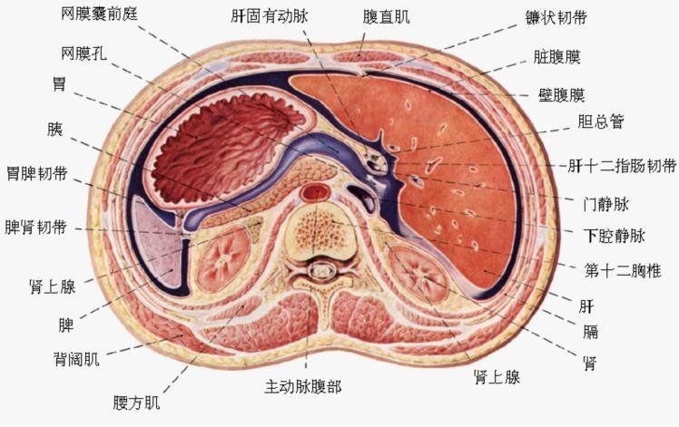 网膜囊名词解释图片