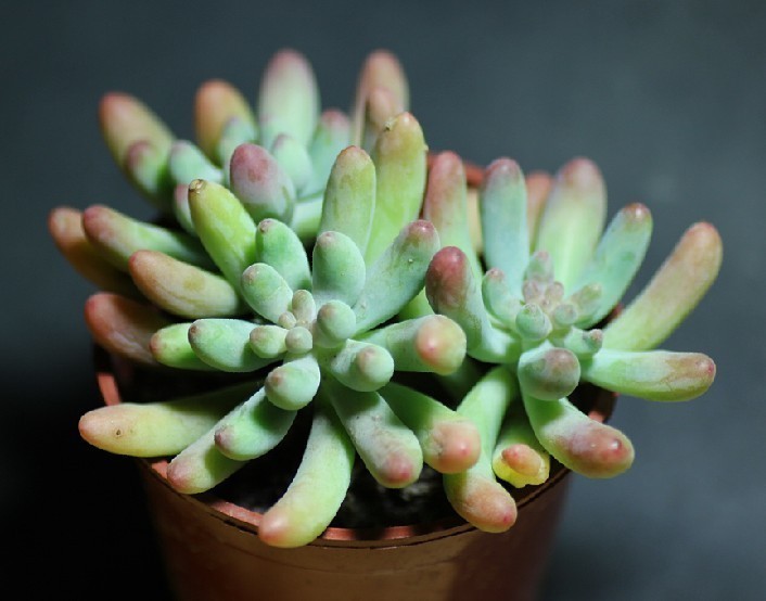 多肉植物_360百科