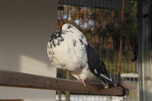 伯拉斯坦大胸鸽